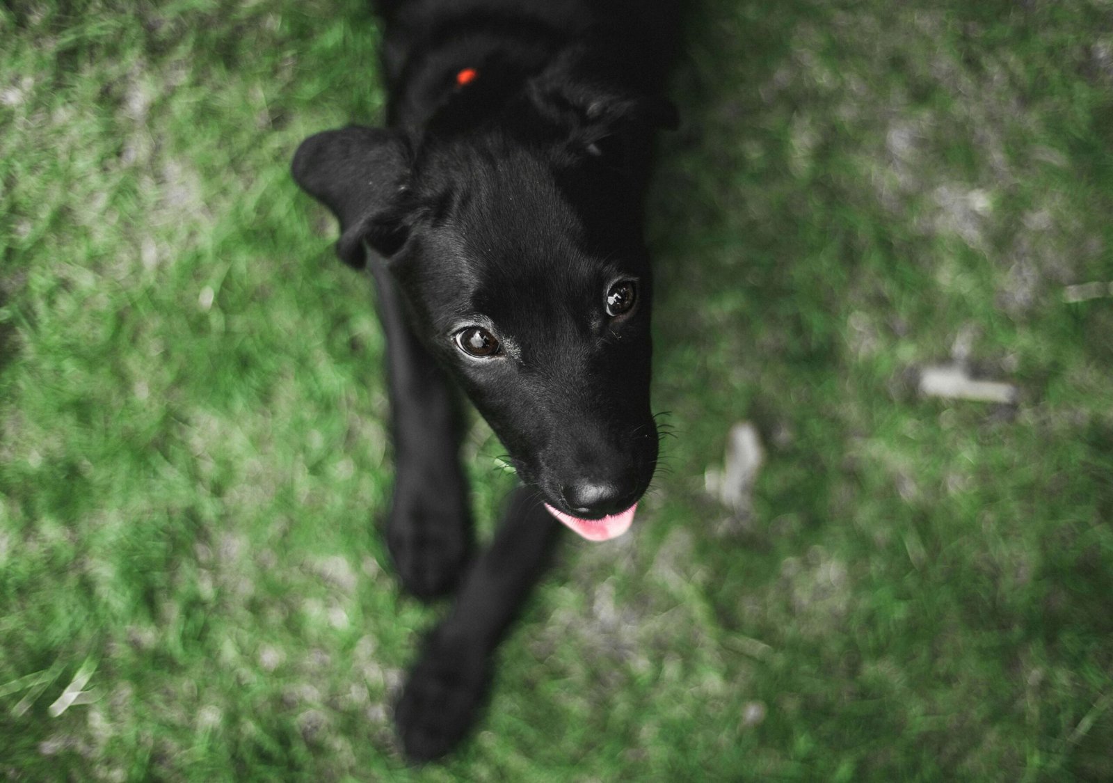 Understanding Dog Acne: Best 7 Expert Tips!