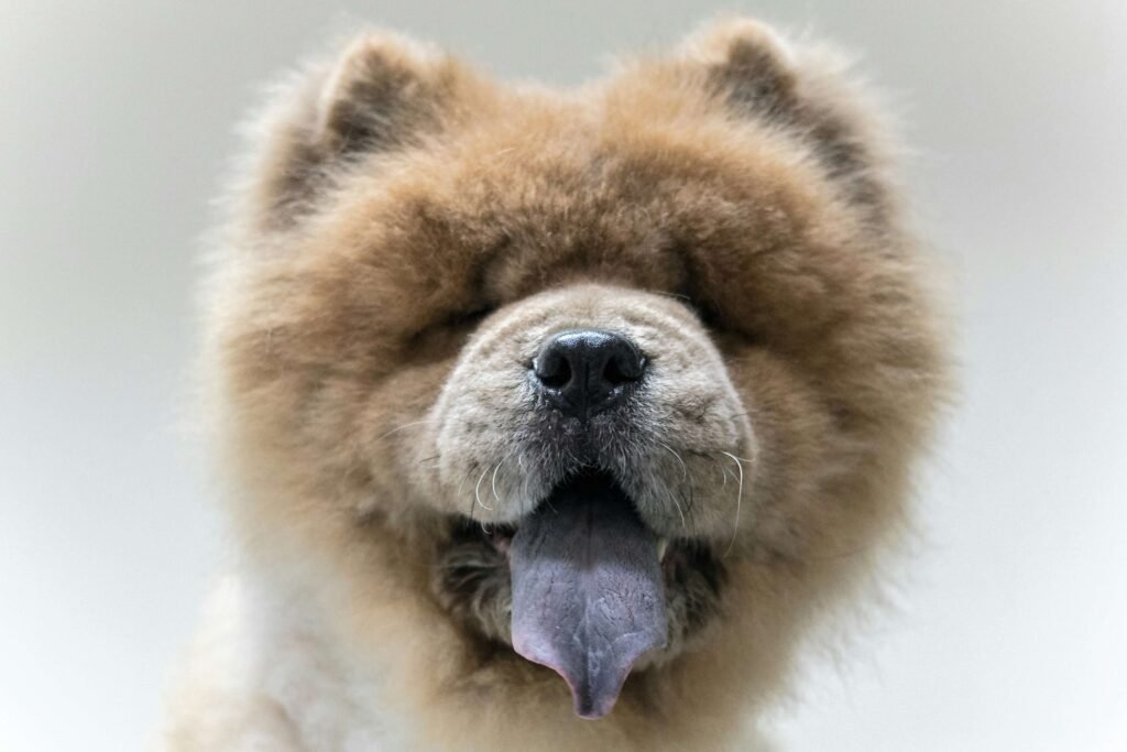 Purple Tongue in Dogs: Best 7 Health Tips!
