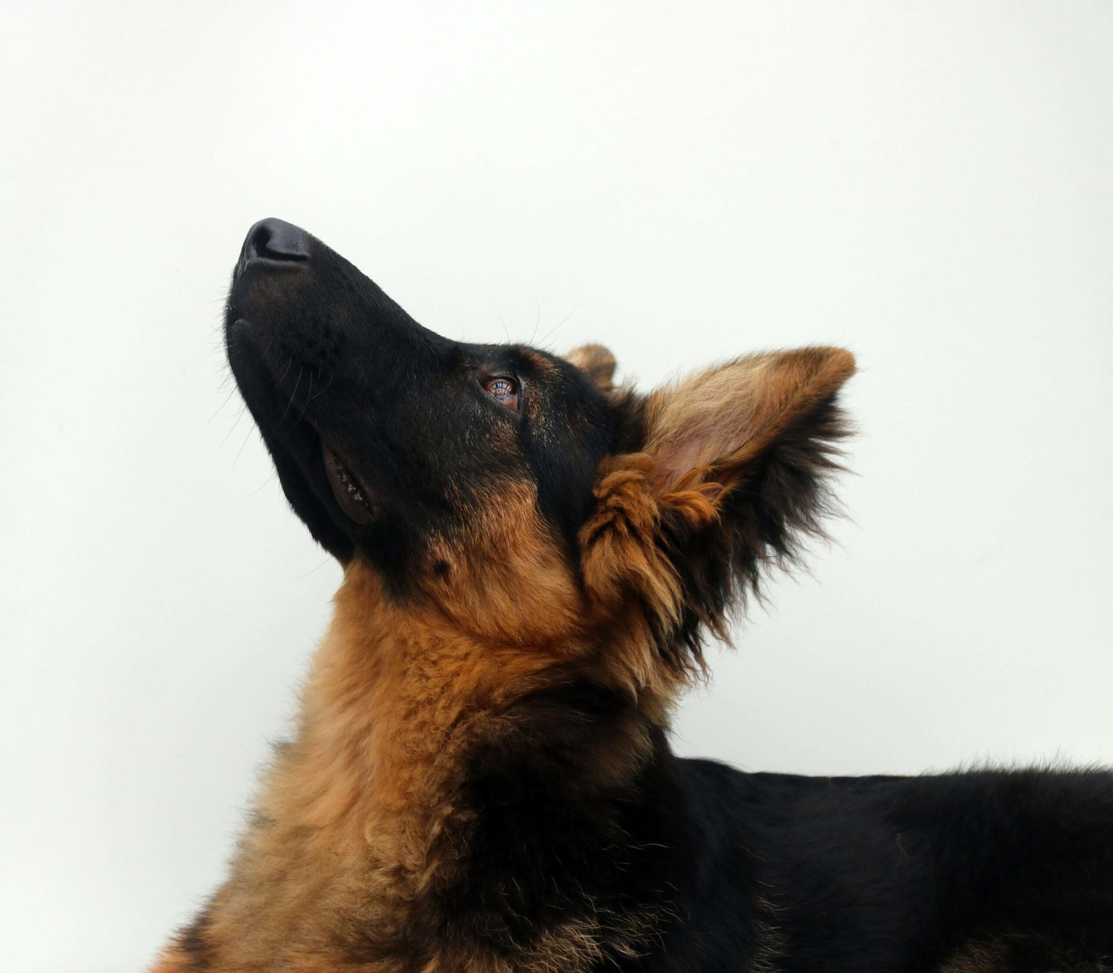 German Dog Names: Best 7 Expert Names!