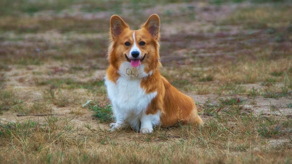 Why Does My Dog Lick My Hands When I Pet Her? Best 7 Tips!
