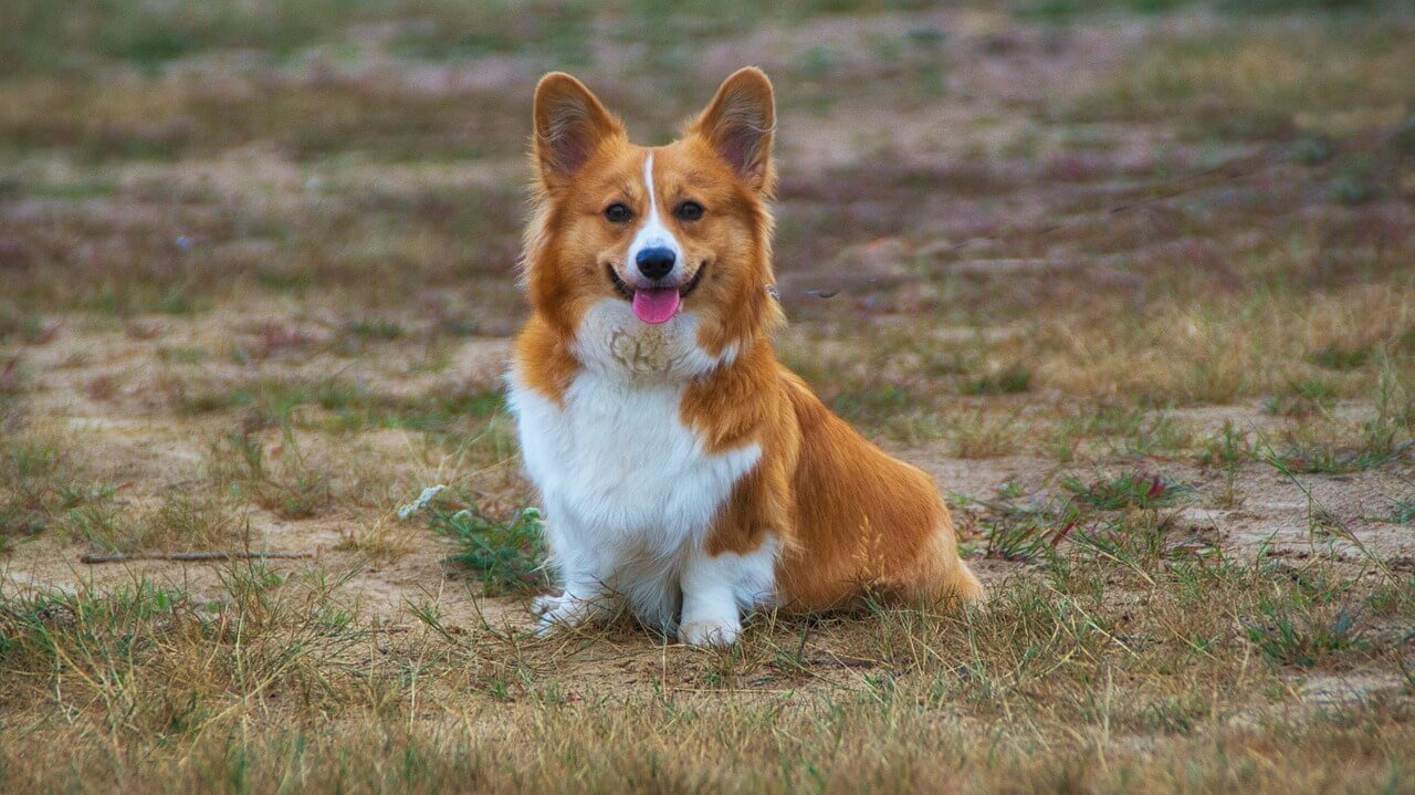 Why Does My Dog Lick My Hands When I Pet Her? Best 7 Tips!