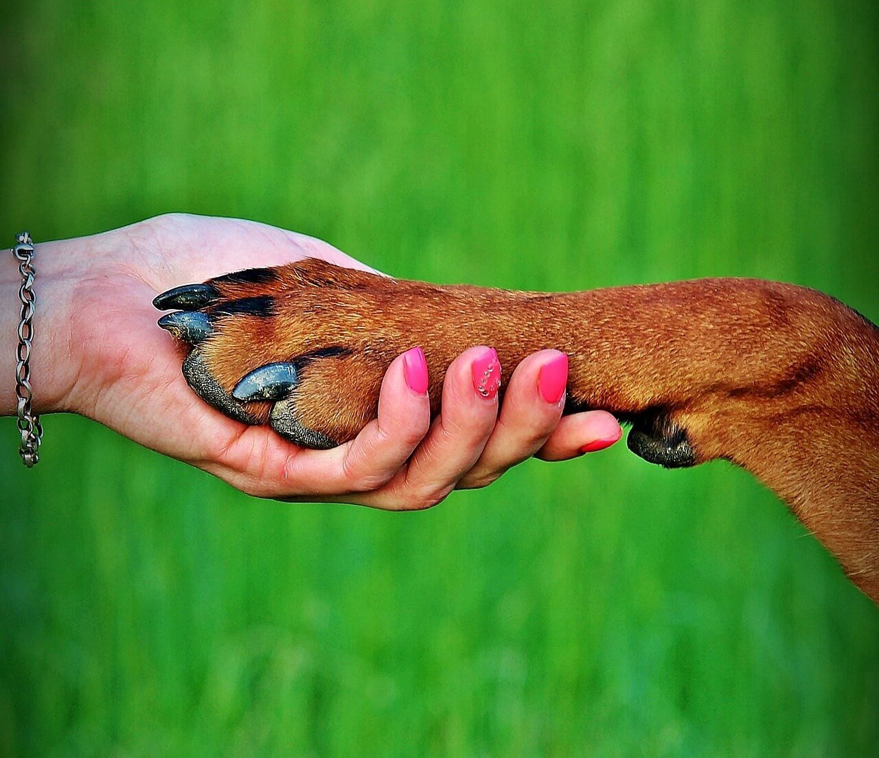 Dog Paw Anatomy: Best 7 Expert Tips!