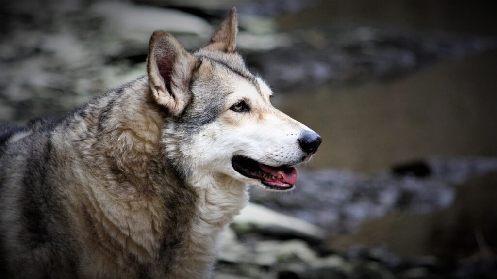 The Fascinating World of Dogs and Wolves: Best 7 Expert Tips