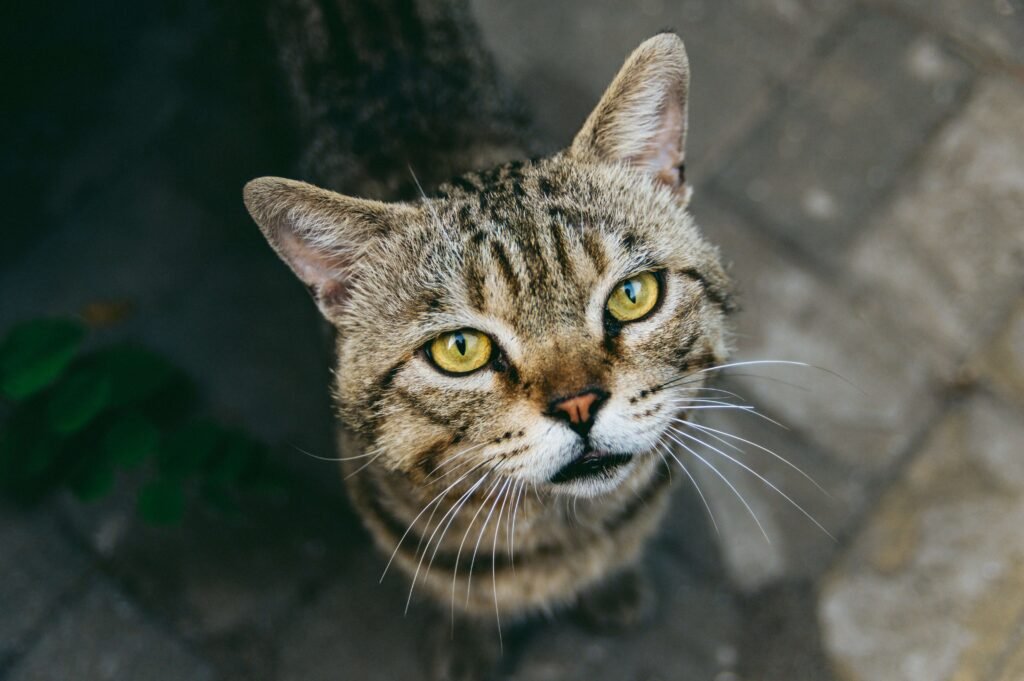 Can Cat Chlamydia Be Passed to Humans? Best 7 Tips!