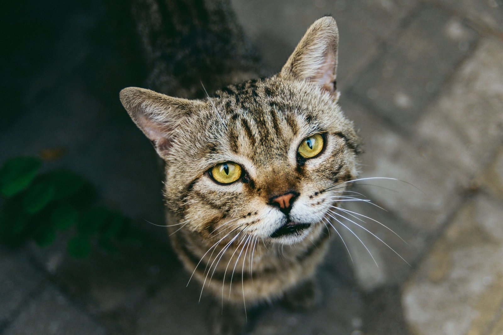 Can Cat Chlamydia Be Passed to Humans? Best 7 Tips!