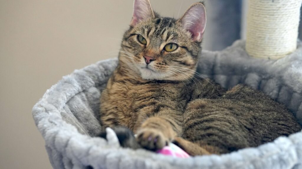 Should I Bathe My Cat Before Flea Treatment? Best 7 Tips!