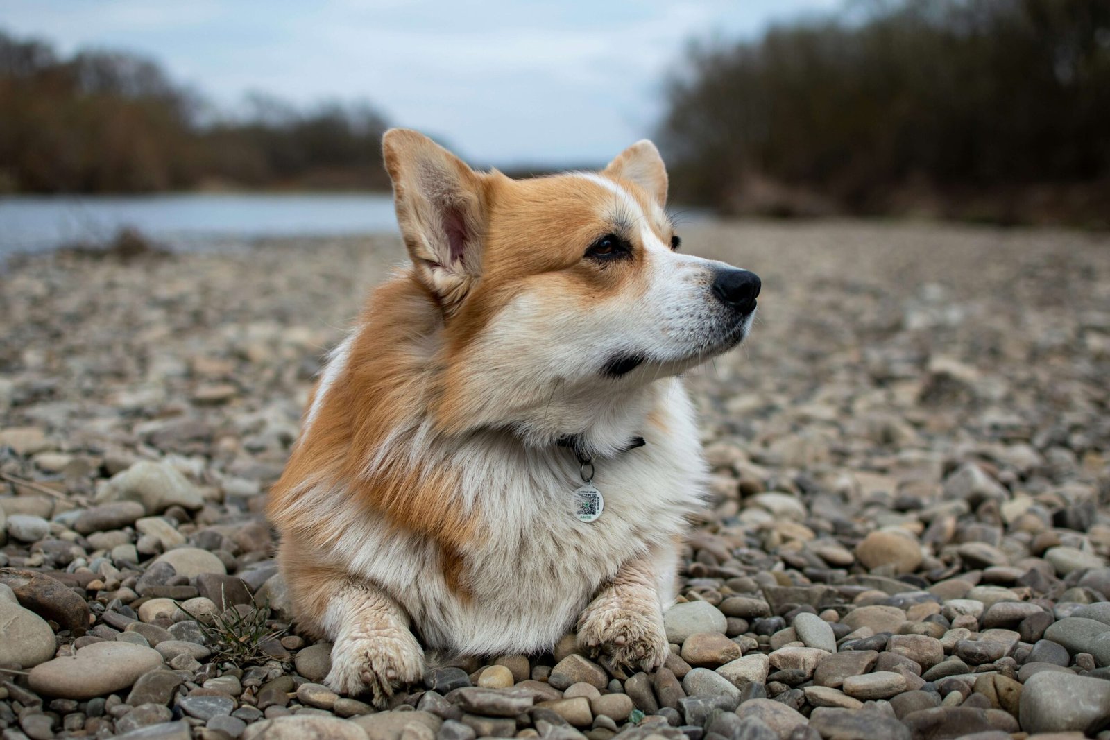 Understanding Dog Eye Allergies: Best 7 Health Tips!