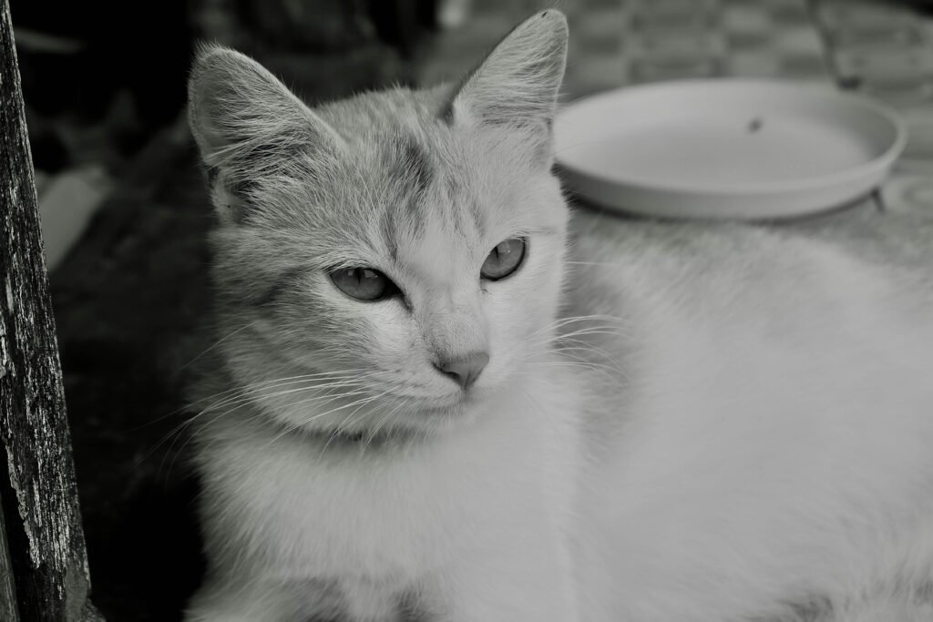 Understanding Cat Swollen Paw: Best 7 Health Tips!