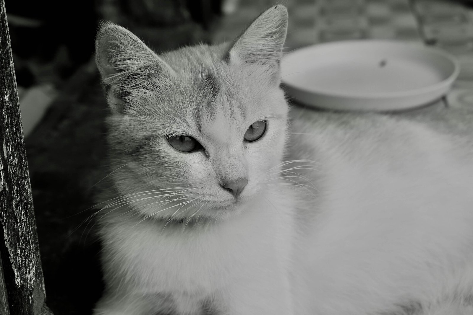 Understanding Cat Swollen Paw: Best 7 Health Tips!