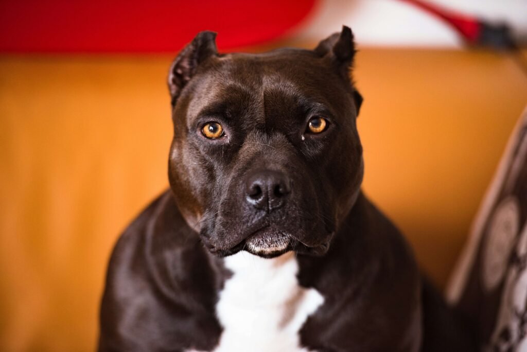 Bully Dog Price: Best 7 Expert Tips!