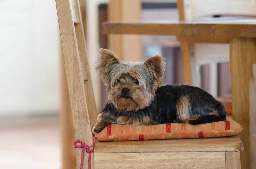 Feed Your Dog Before or After a Walk? Best 7 Health Tips!