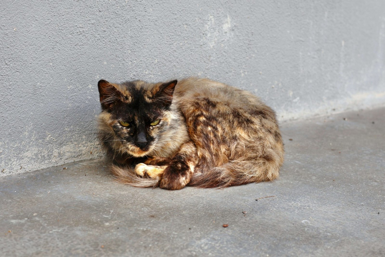 How to Apologize to a Cat: Best 7 Expert Tips!