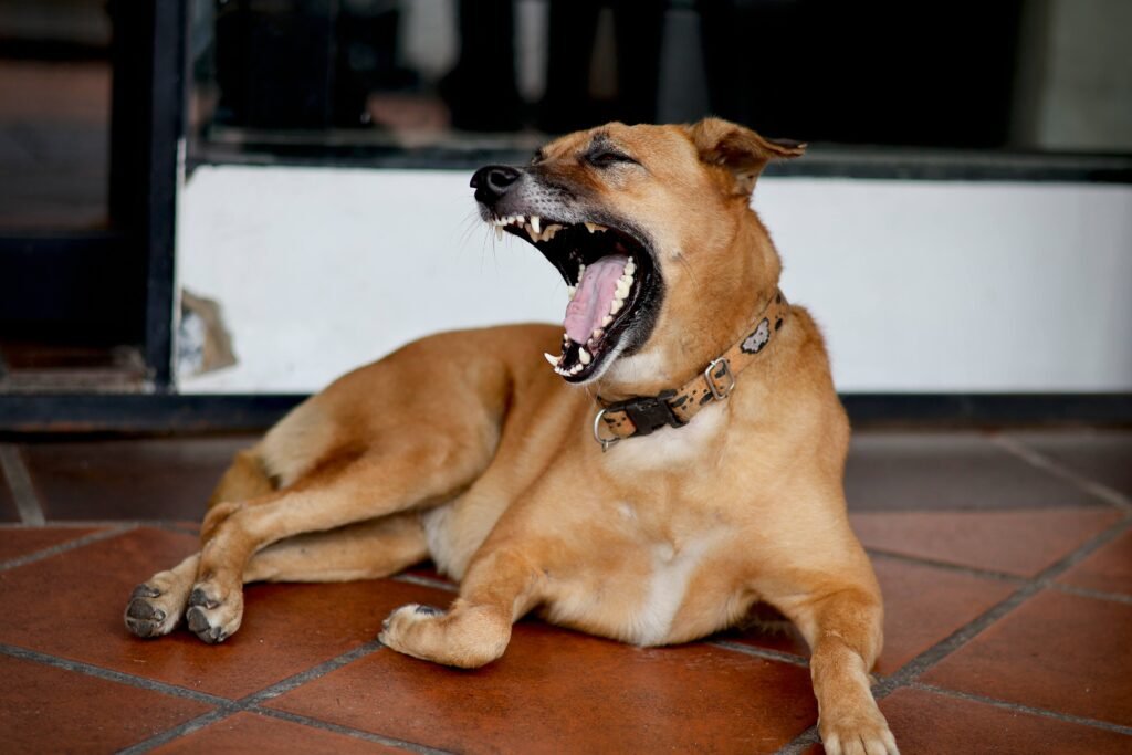Dog Barking at the Moon: Best 7 Expert Tips!