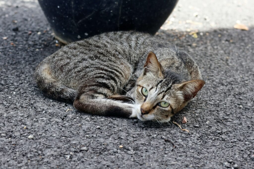 Why Does My Cat Shake Their Head? Best 7 Expert Tips!