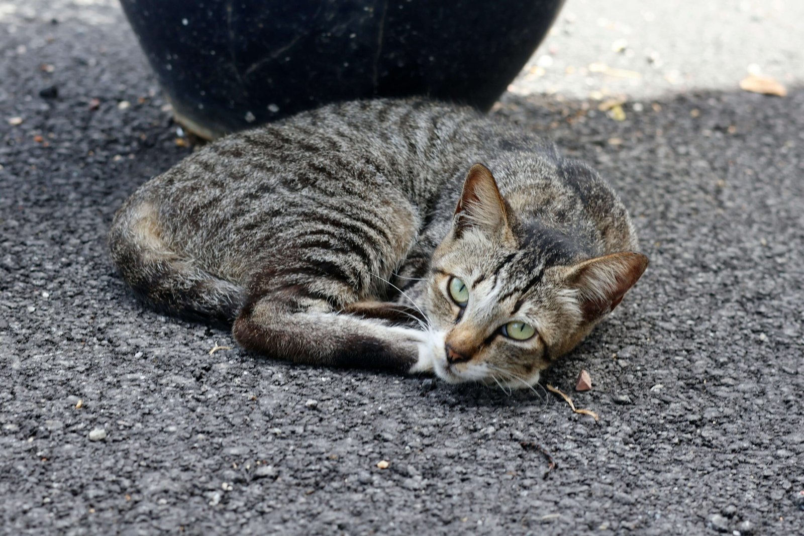 Why Does My Cat Shake Their Head? Best 7 Expert Tips!