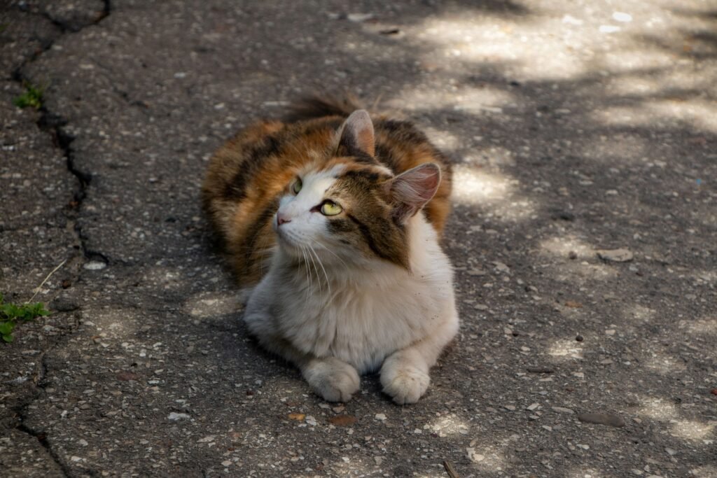 How to Introduce a Kitten to an Older Cat: Best 7 Tips!