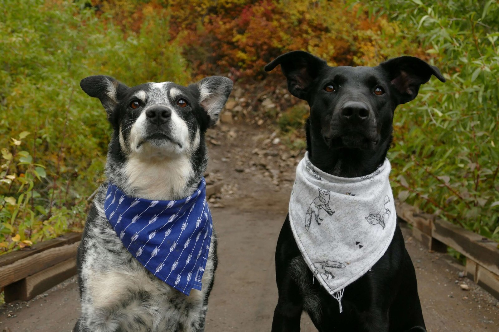 Why Does My Dog Pee on My Other Dog? Best 7 Behavior Tips!