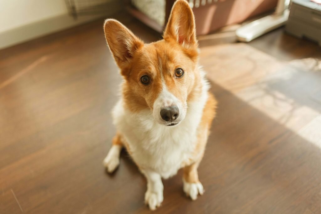 Can Dogs Eat Pistachios? Best 7 Health Tips!