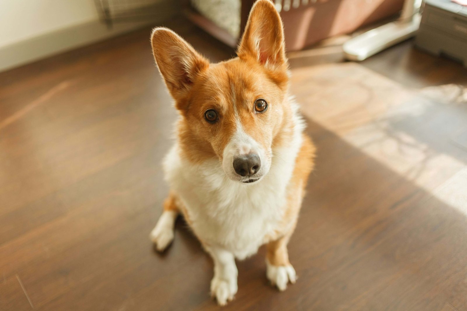 Can Dogs Eat Pistachios? Best 7 Health Tips!