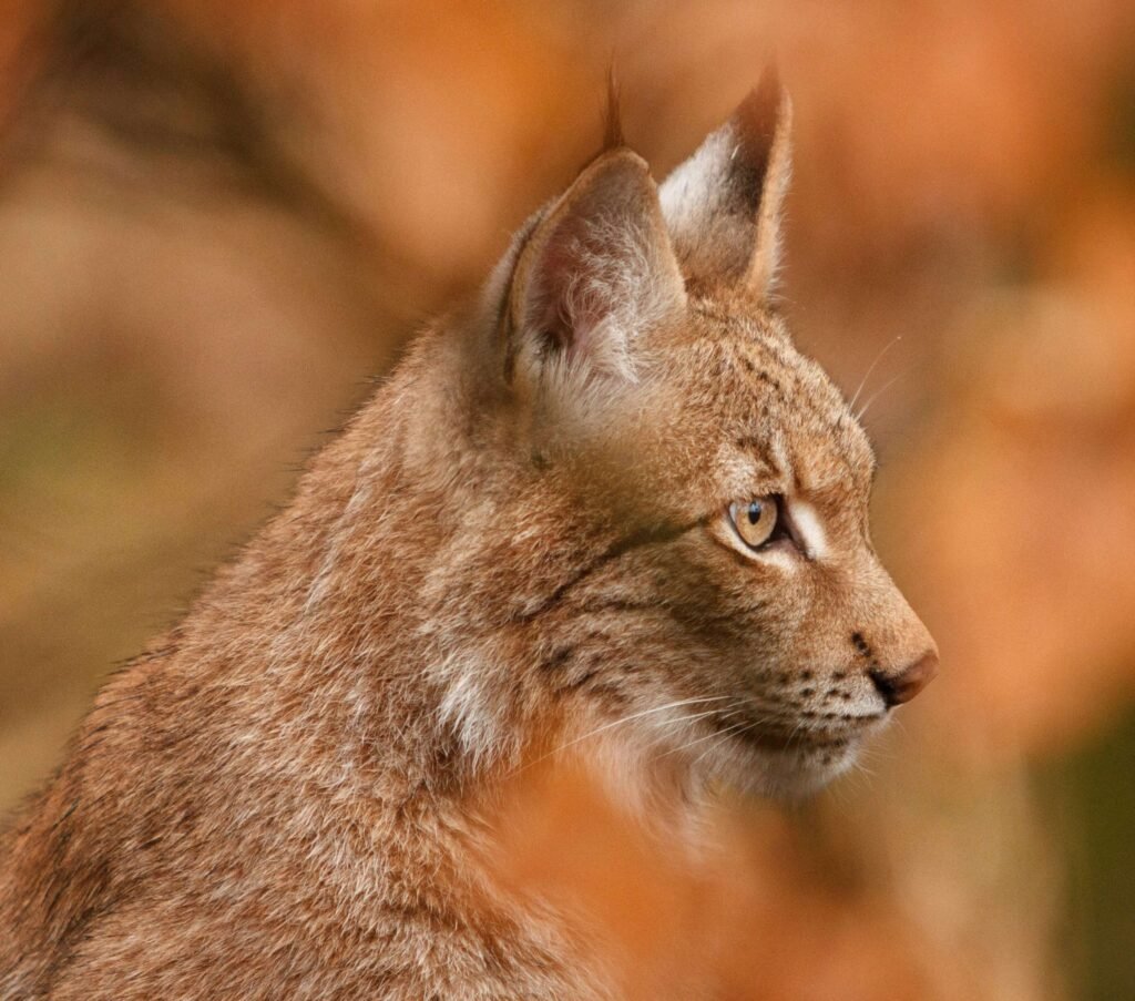 How Much Does a Highland Lynx Cat Cost? Best 7 Expert Tips!
