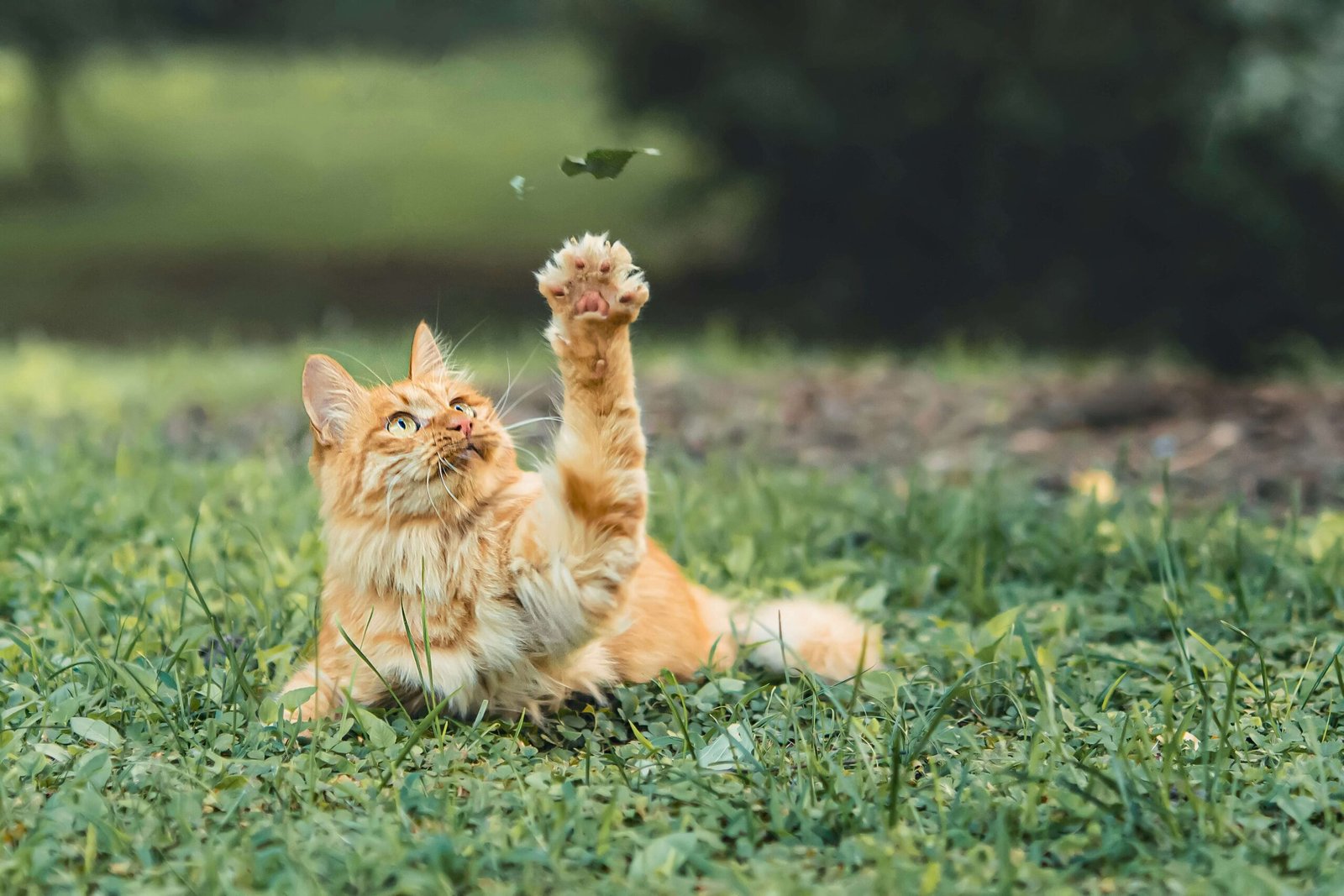 Why Your Cat Is Wheezing: Best 7 Health Tips!