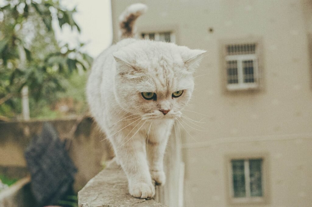 Senior Cat Excessive Urination: Best 7 Expert Tips!