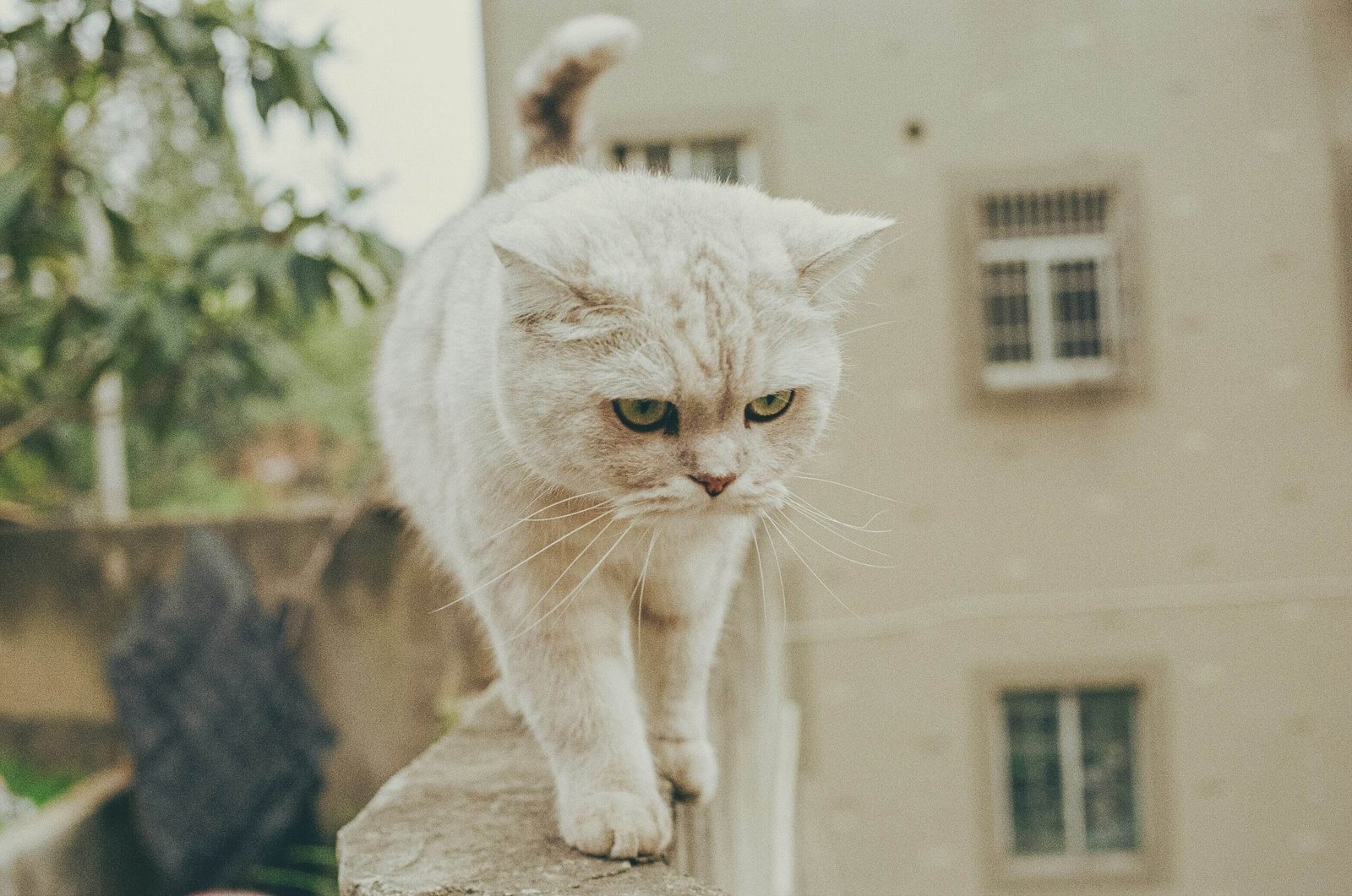 Senior Cat Excessive Urination: Best 7 Expert Tips!