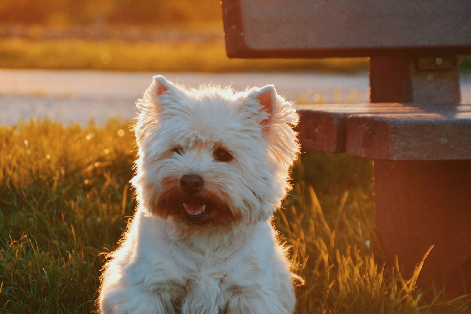 Understanding Prognathism in Dogs: Best 7 Health Tips!