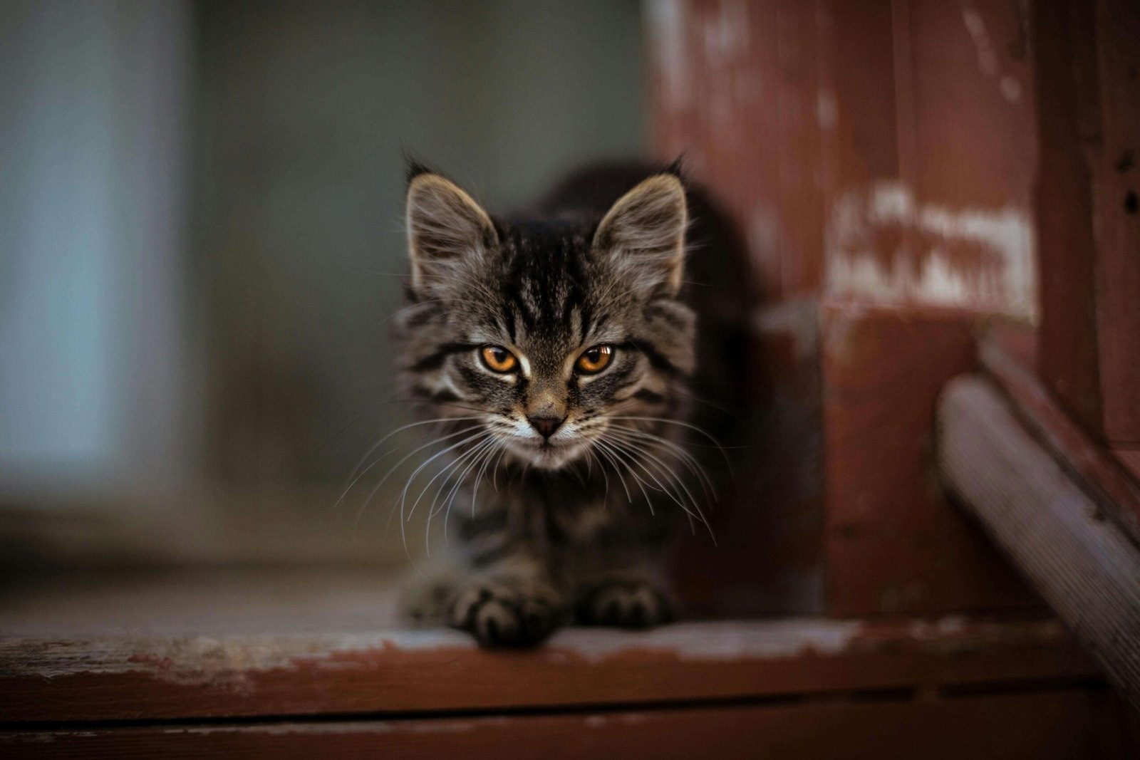 Why Is My Cat Breathing Fast While Resting? Best 7 Tips!