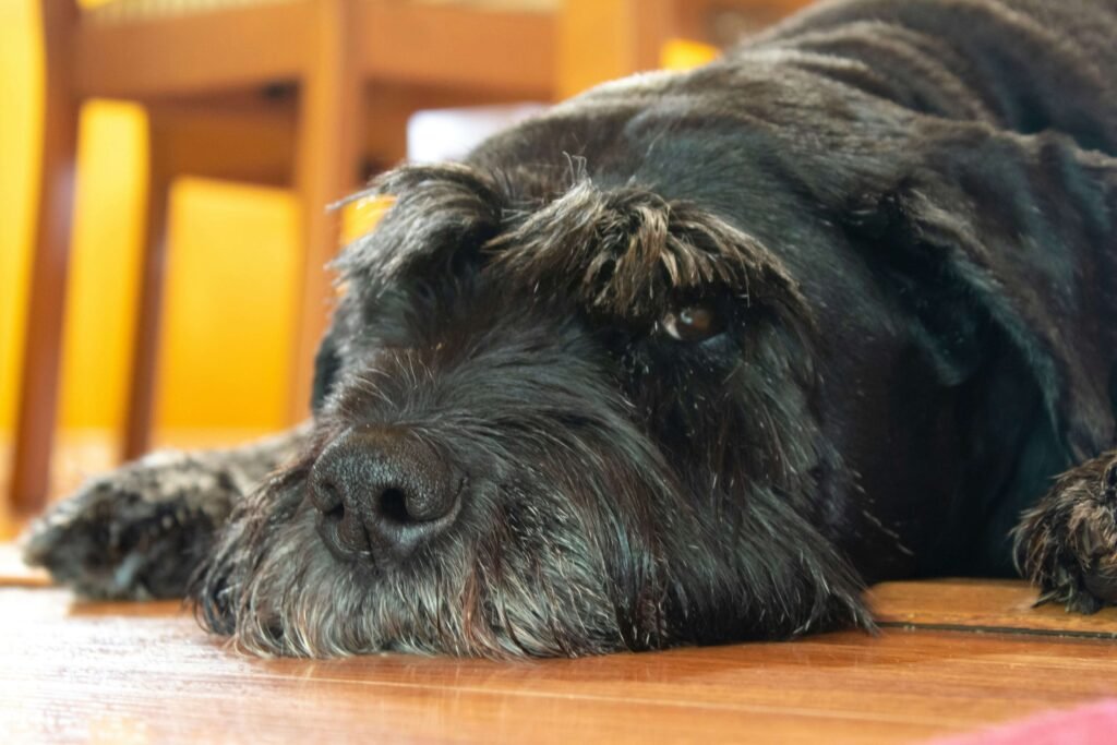 The Giant Schnauzer Police Dog: Best 7 Expert Tips!