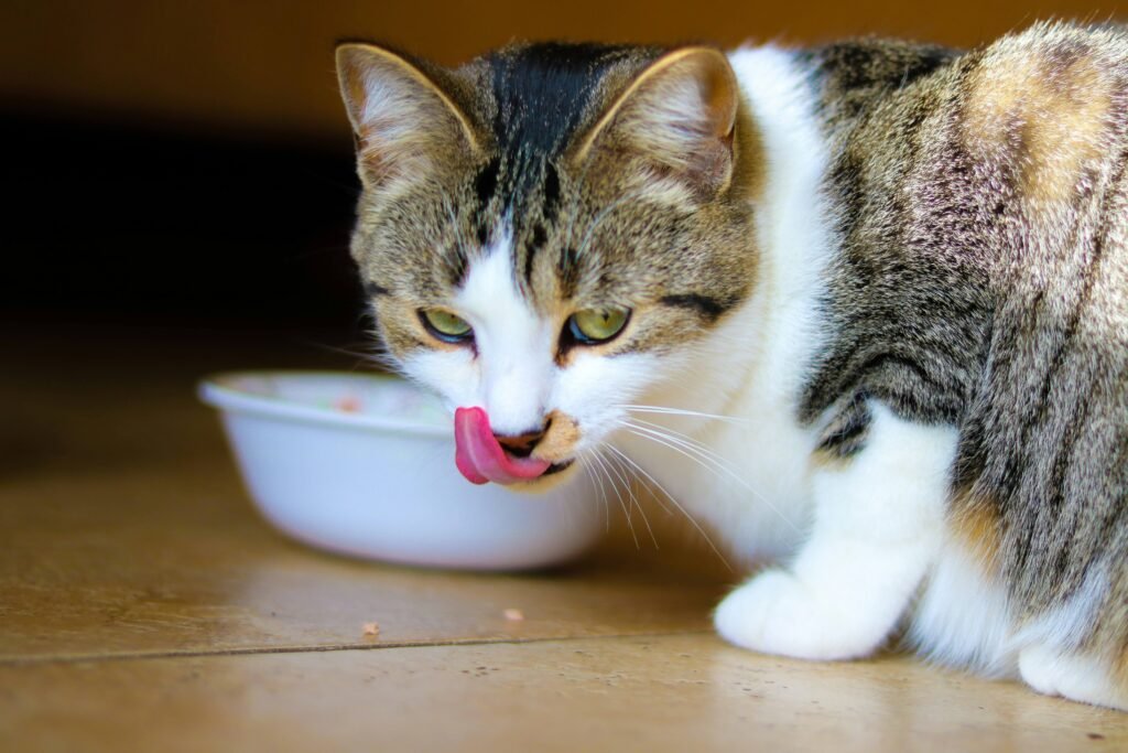 Why Does My Cat Eat Everything? Best 7 Behavior Tips!