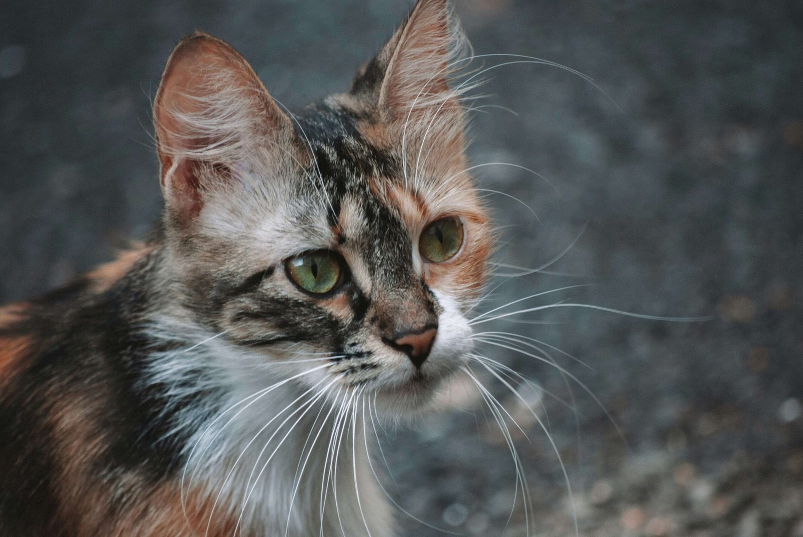 Understanding Fatty Tumors in Cats: Best 7 Expert Tips!