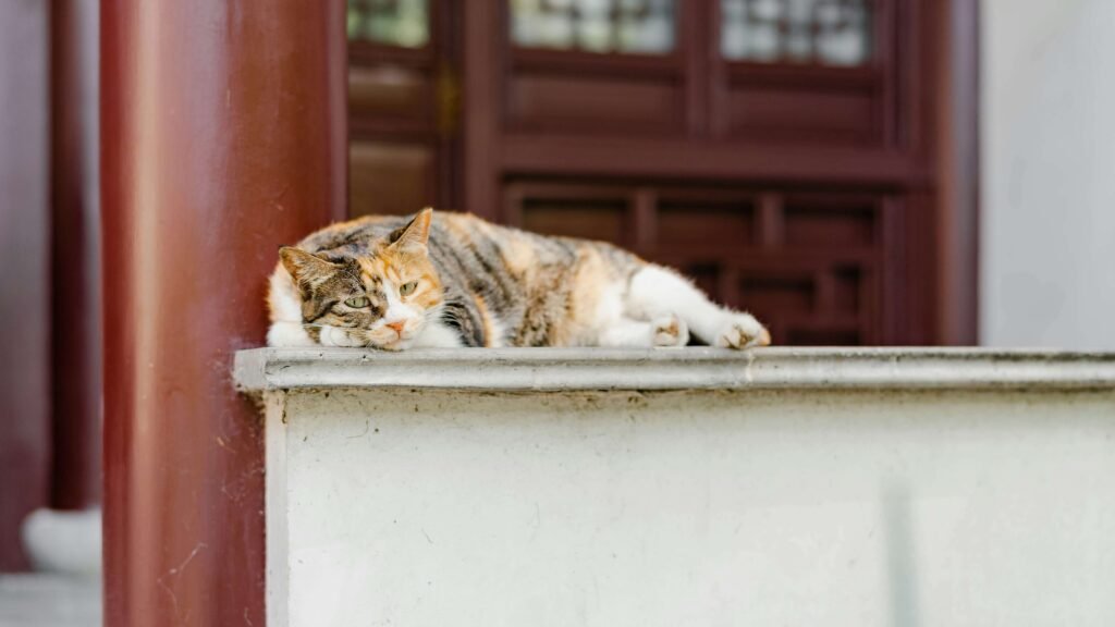 Home Remedies for Blood in Cat Stool: Best 7 Expert Tips!