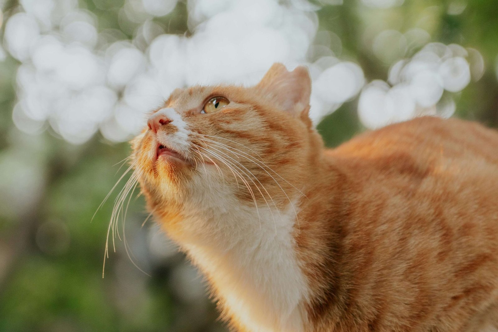 Cat Losing Hair Around Eyes: Best 7 Expert Tips!