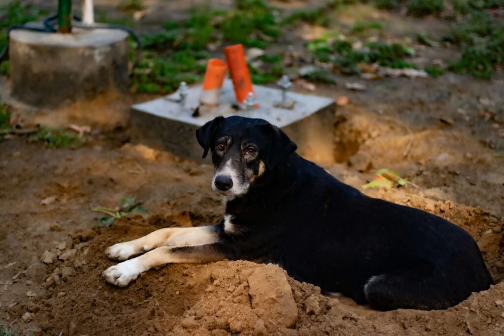 How Long Does Dog Digestion Take? Best 7 Expert Tips!