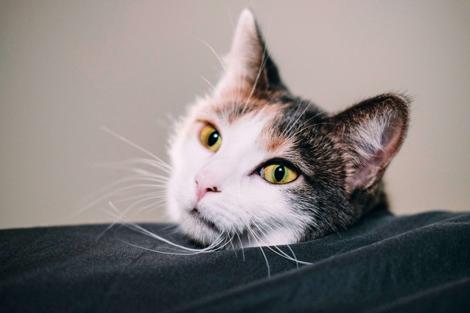 Why Is My Cat Not Eating? Best 7 Expert Tips!