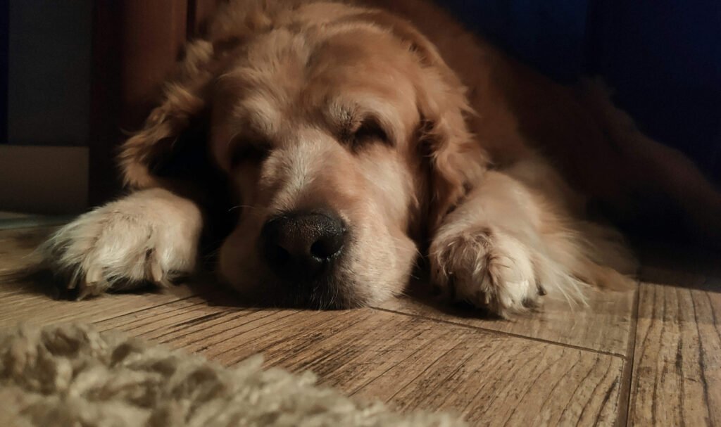 Understanding Hyposthenuria in Dogs: Best 7 Expert Tips!
