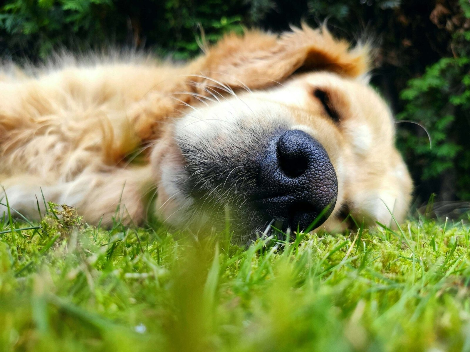 Can Dogs Eat Peaches? Best 7 Expert Tips!