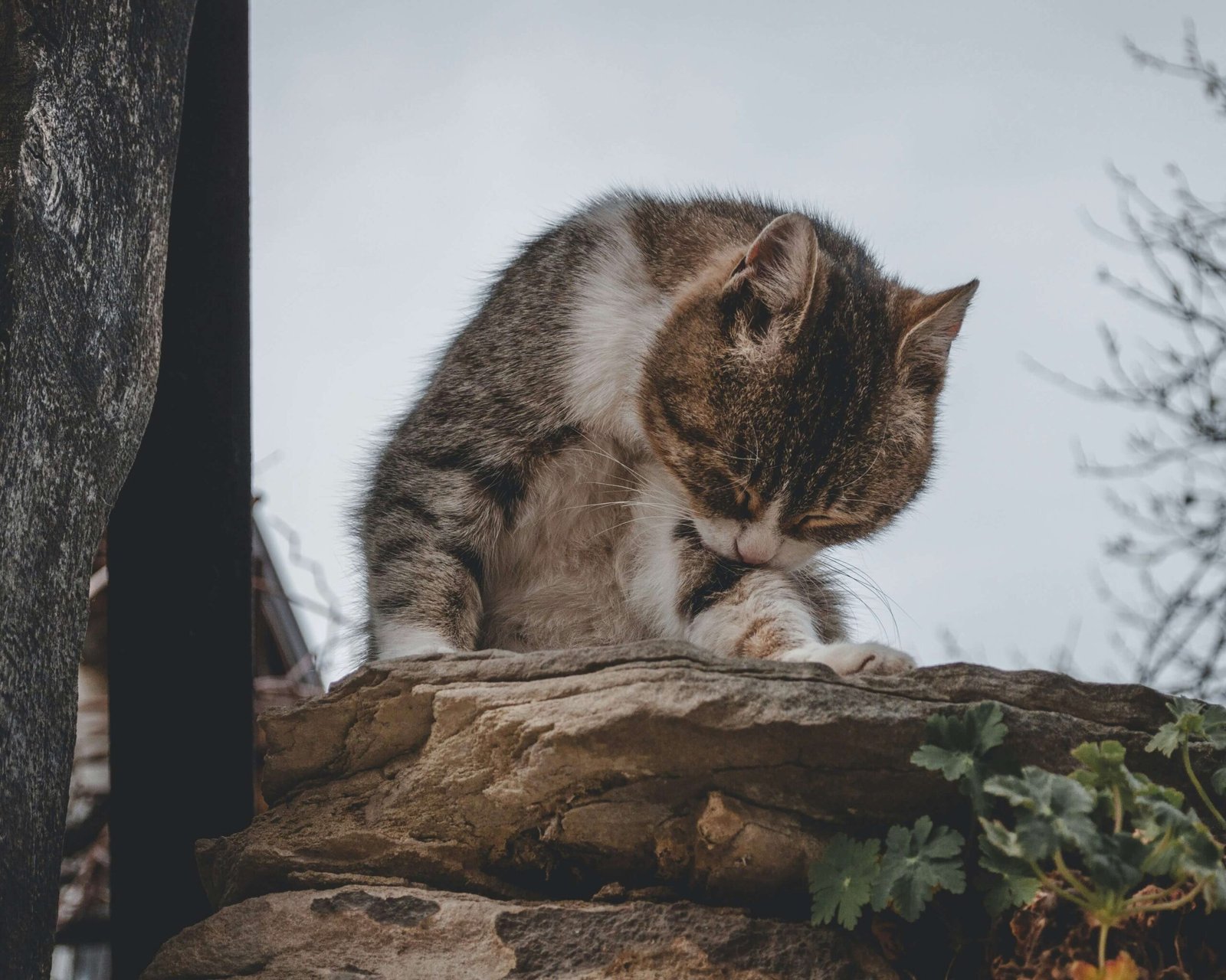 How to Tame a Feral Cat: Best 7 Expert Tips!
