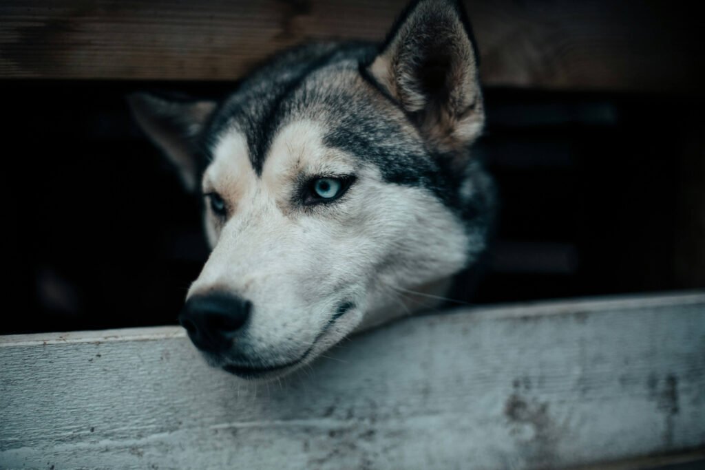 How to Cheer Up Your Dog After Surgery: Best 7 Tips!