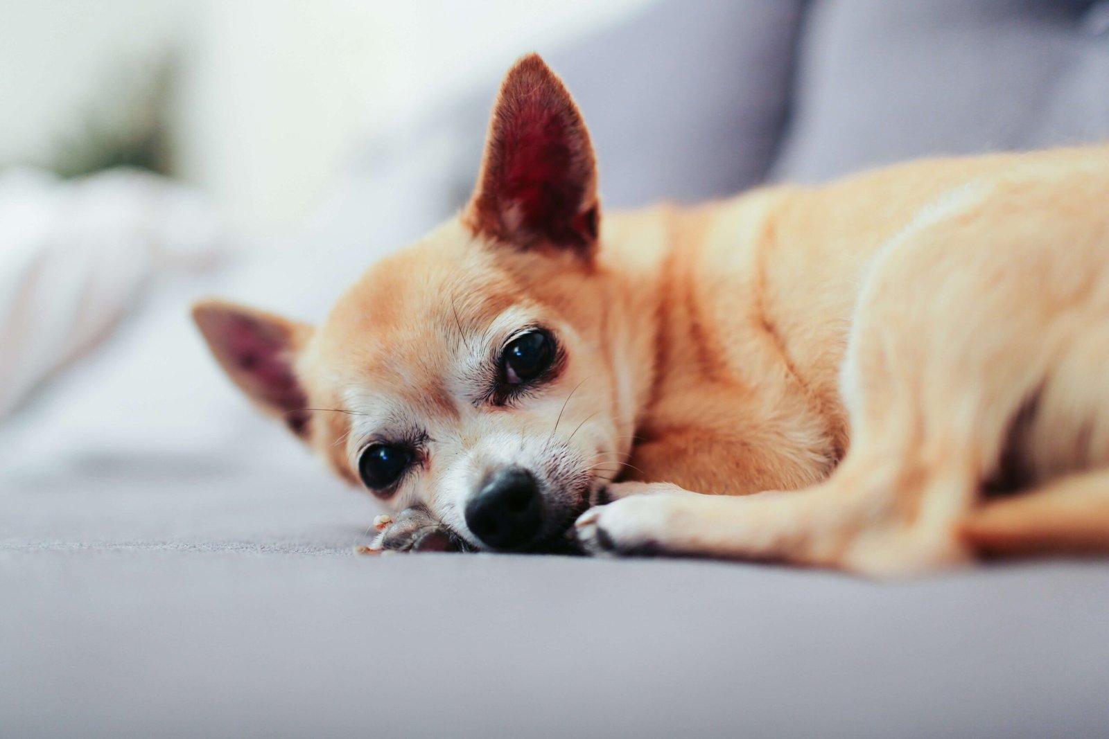 How to Teach a Dog Place: Best 7 Expert Tips!