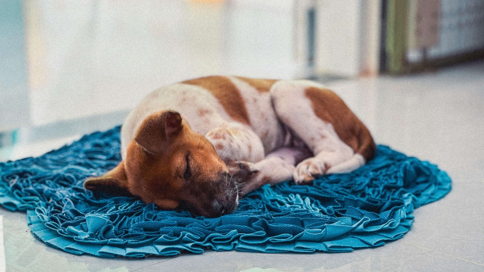 Why Is My Dog Breathing Fast in His Sleep? Best 7 Tips!