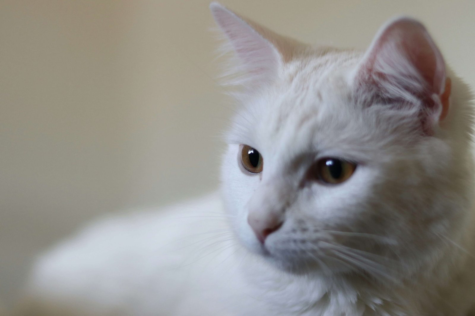 Cat Food for Constipation: Best 7 Expert Tips!