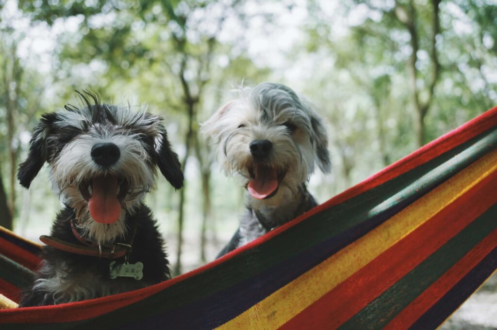 What to Do If Your Dog Ate Rotisserie Chicken Bones: Best 7 Tips