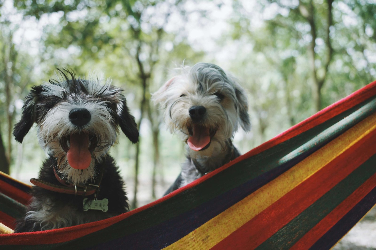 What to Do If Your Dog Ate Rotisserie Chicken Bones: Best 7 Tips