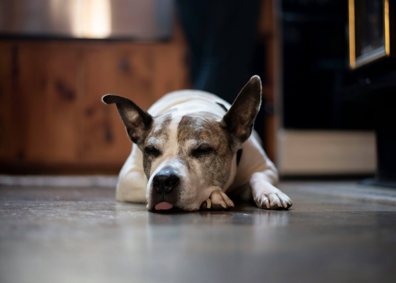Understanding Dog Dementia Medication: Best 7 Expert Tips!
