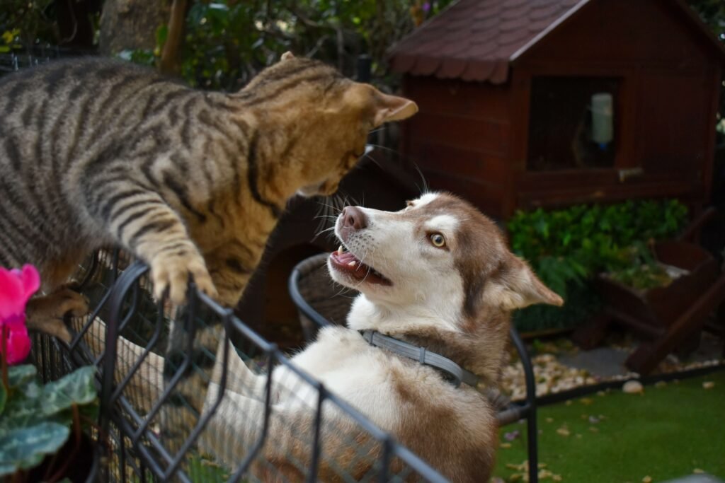 Can Cats Eat Dog Food? Best 7 Health Tips!