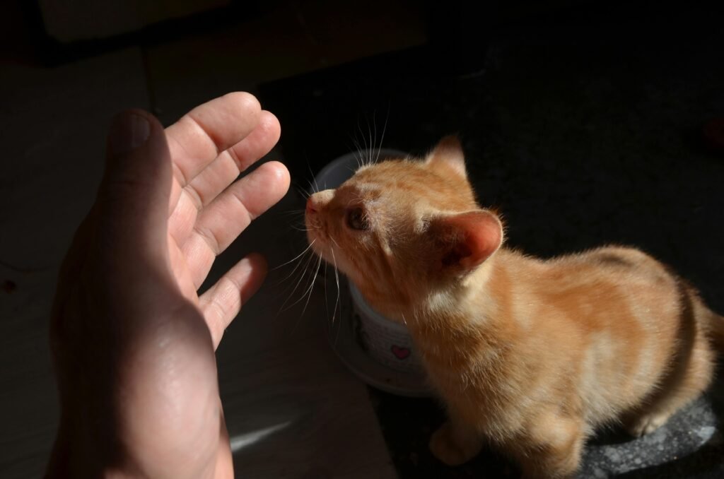 Why Does My Cat Have Diarrhea? Best 7 Expert Tips!