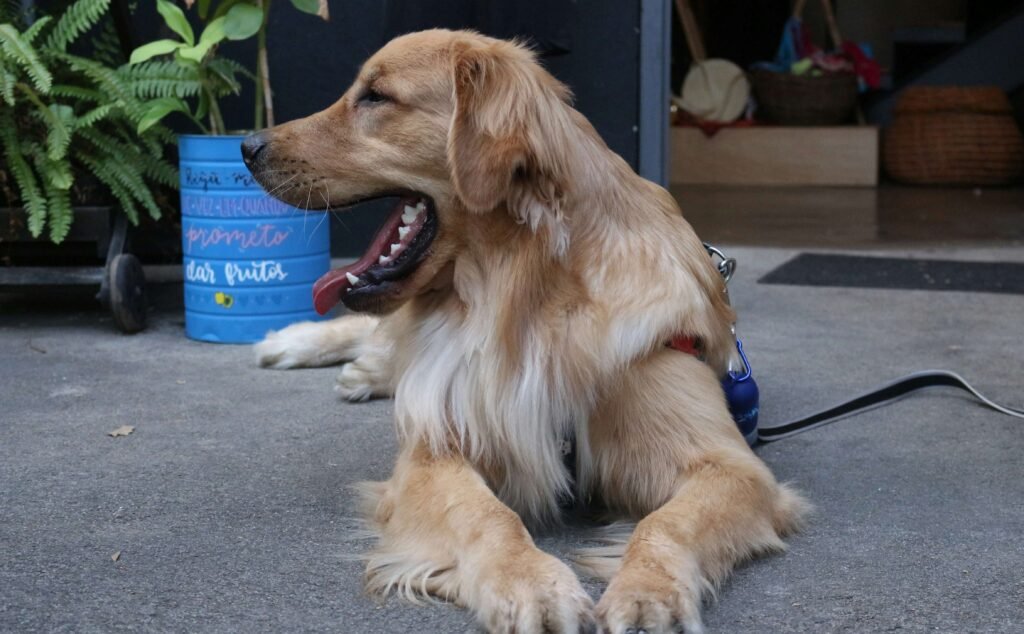 Understanding Dog Bullying: Best 7 Expert Tips!