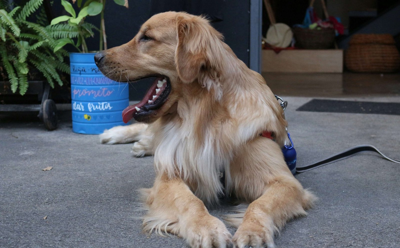 Understanding Dog Bullying: Best 7 Expert Tips!